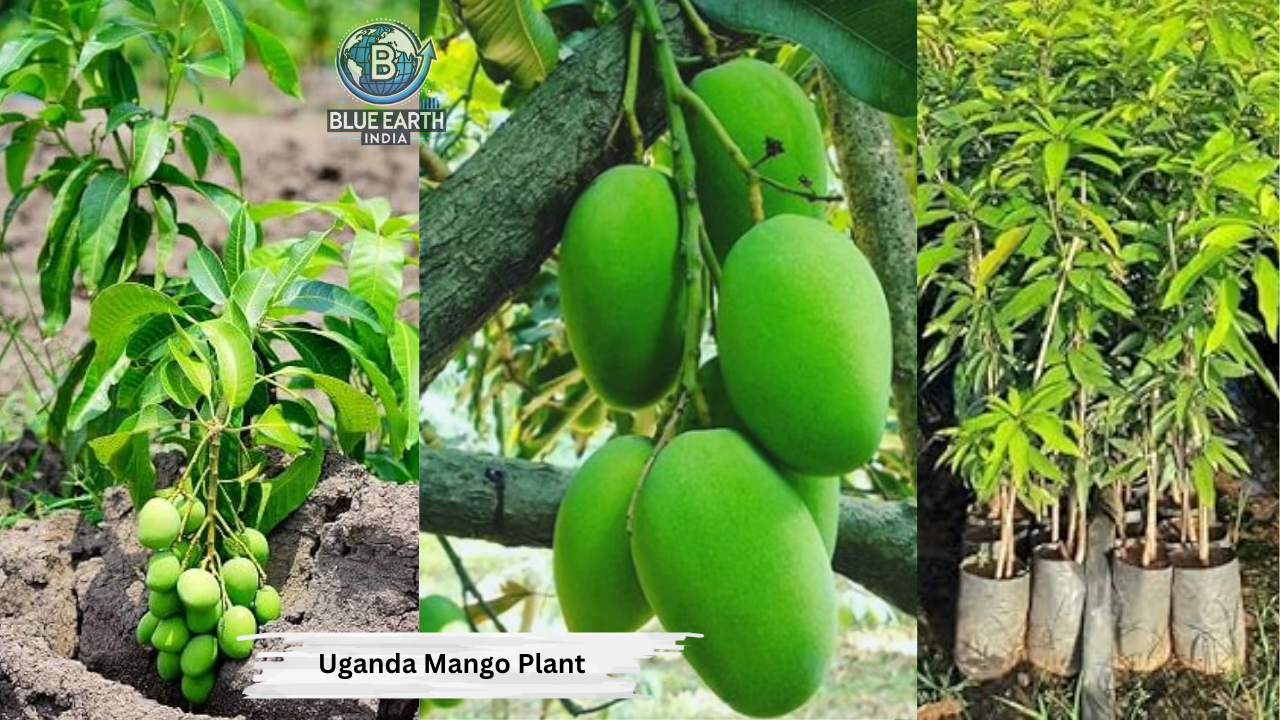 Uganda Mango Plant