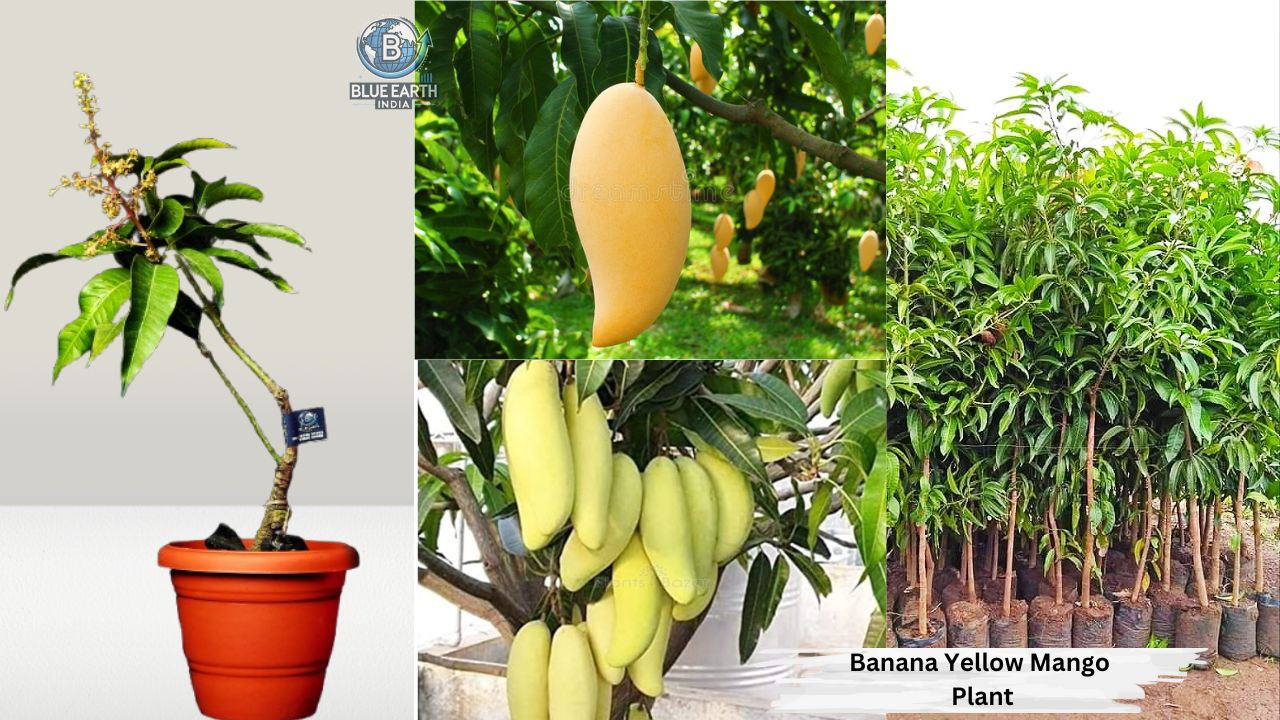 Banana Yellow Mango Plant