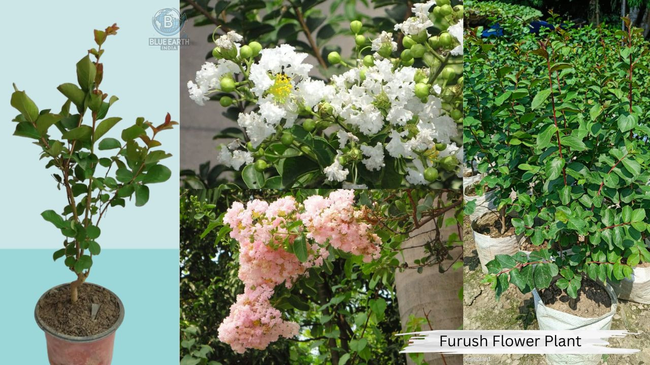 Furush Flower Plant