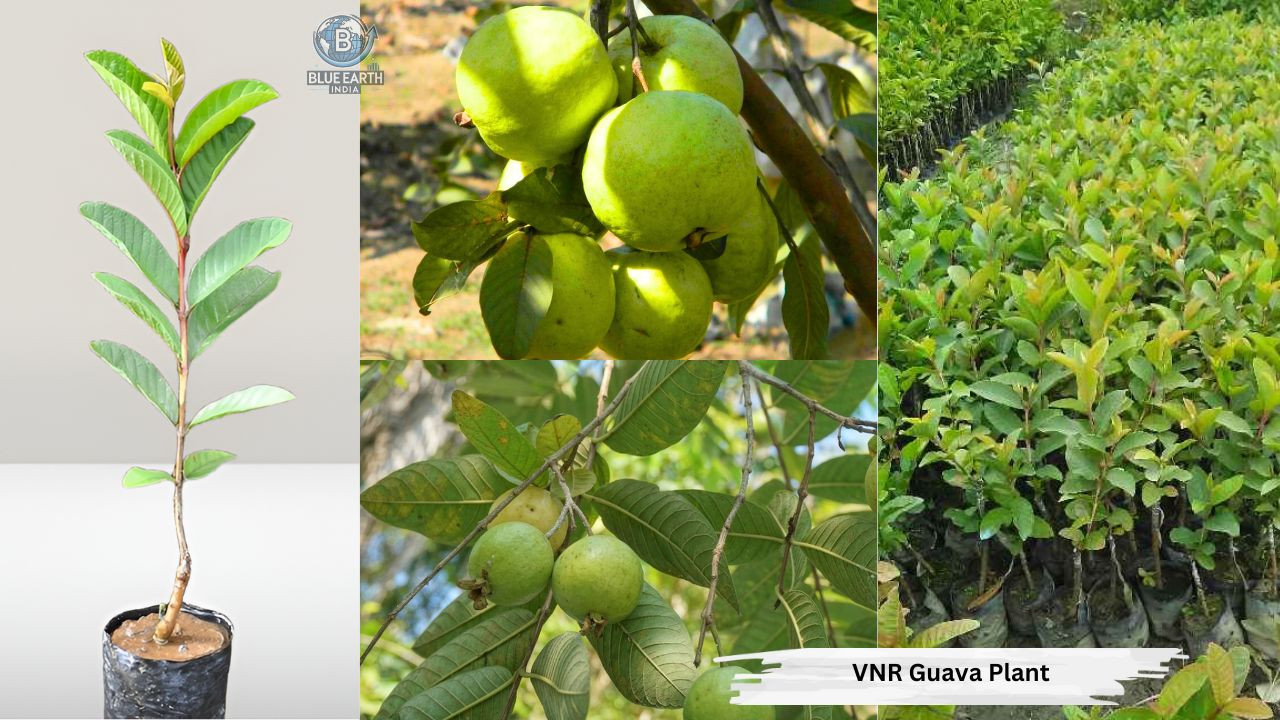 VNR Guava Plant