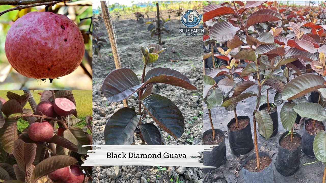 Black Diamond Guava Plant