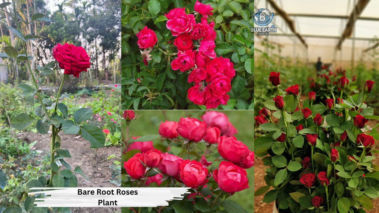 Bare Root Roses plant
