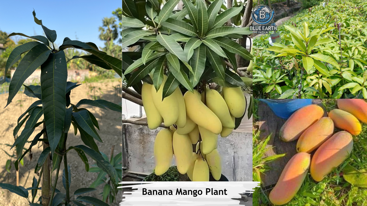 Banana Mango Plant