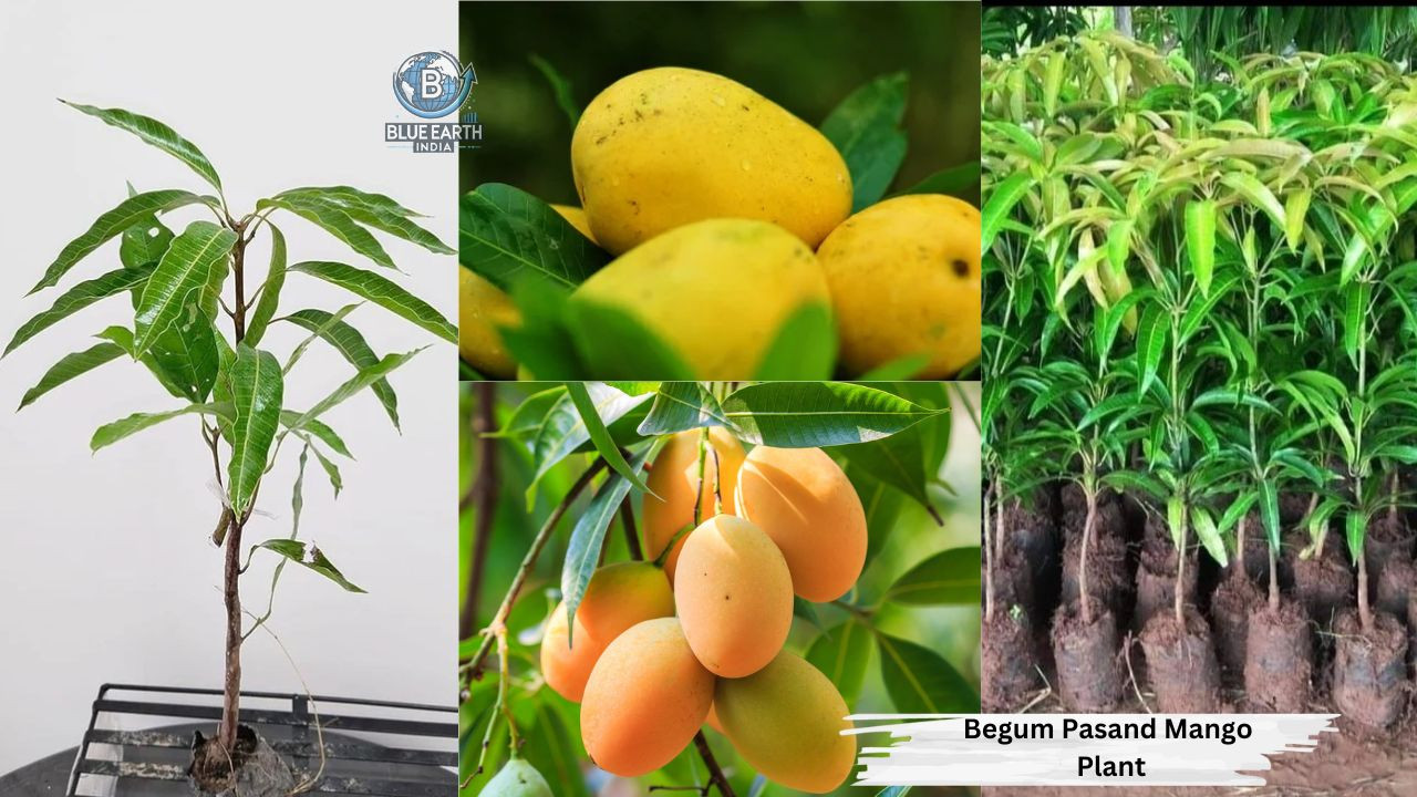 Begum Pasand Mango Plant
