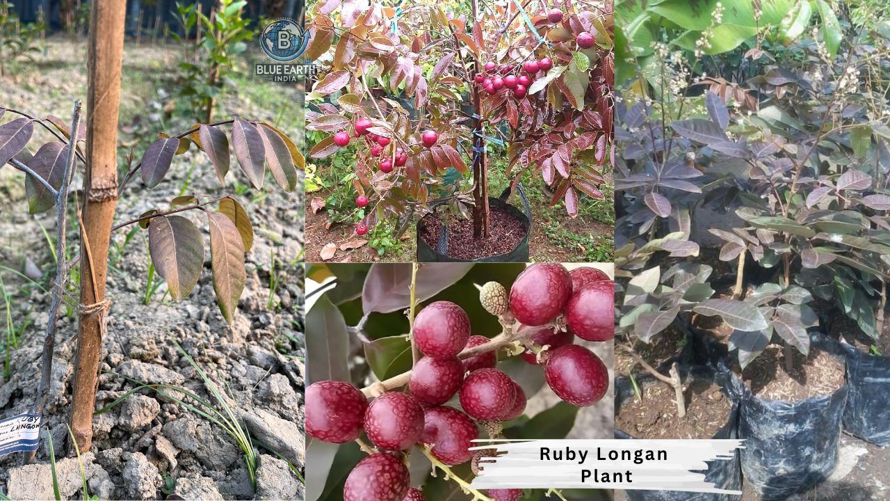 Ruby Longan Plant