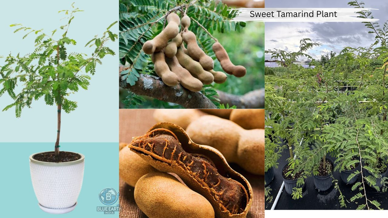 Sweet Tamarind ( tetul) Plant