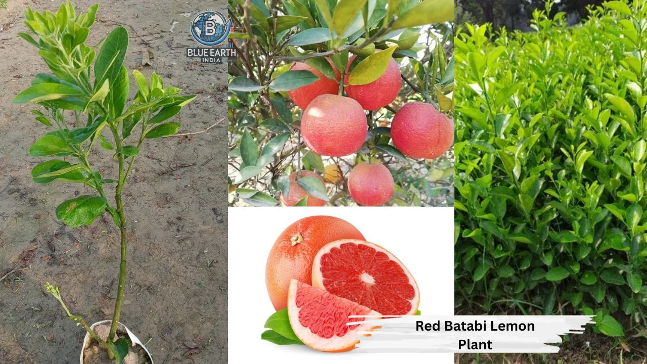 Red Batabi Lemon Plant