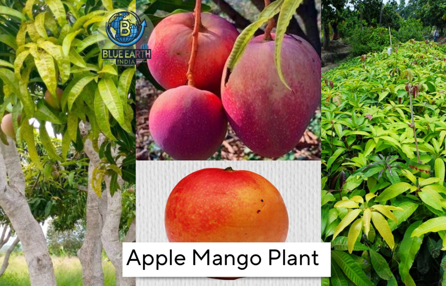 Apple Mango Plant