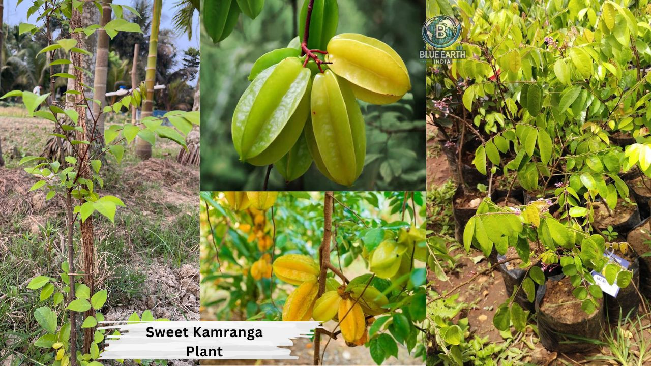 Sweet Kamranga Plant