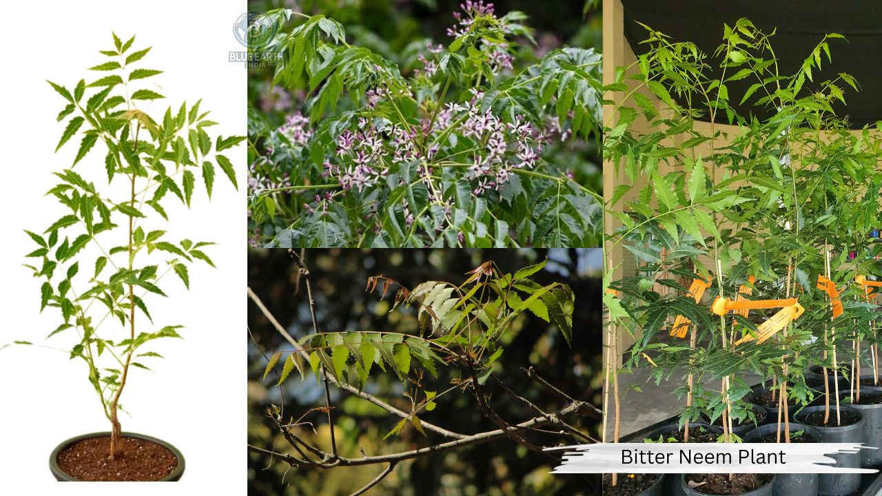 Bittter Neem Plant