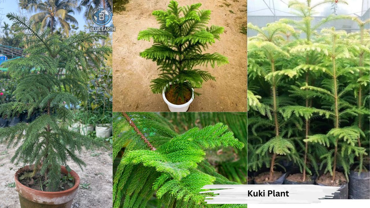 Kuki Plant