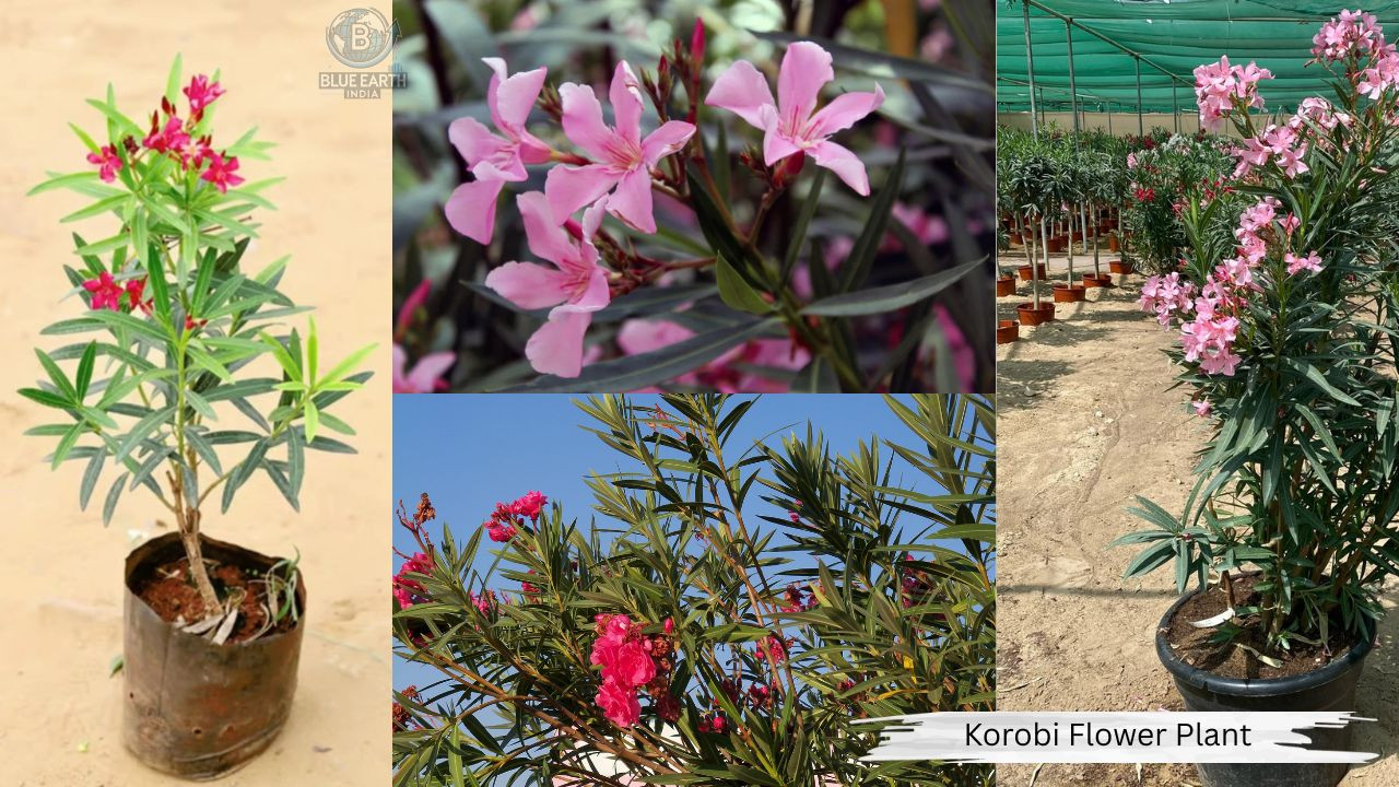 Korbi Flower Plant