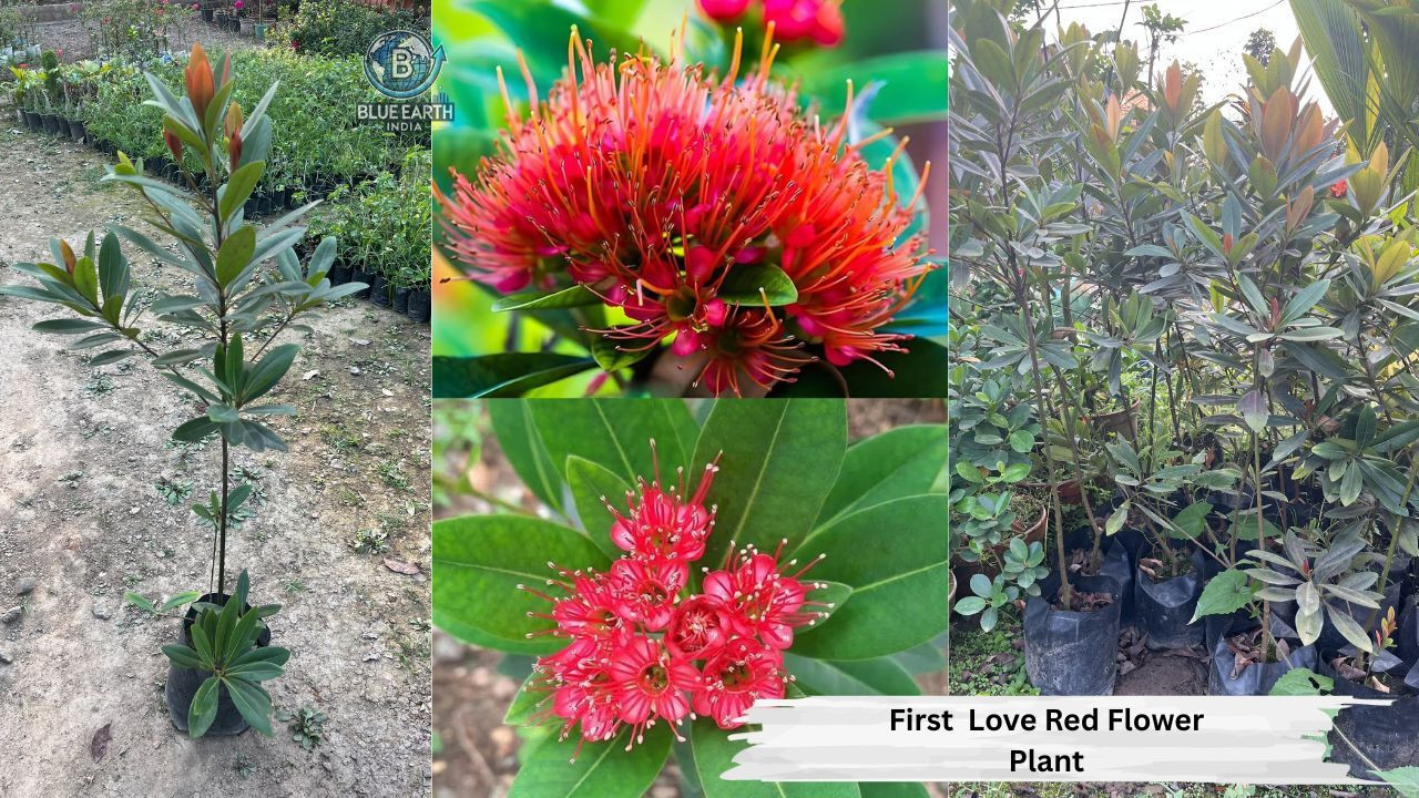 First Love Red Plant