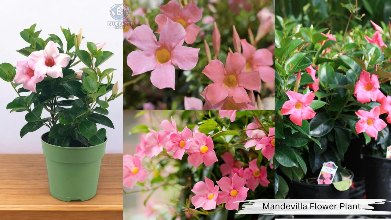 Pink Mandevilla Flower Plant