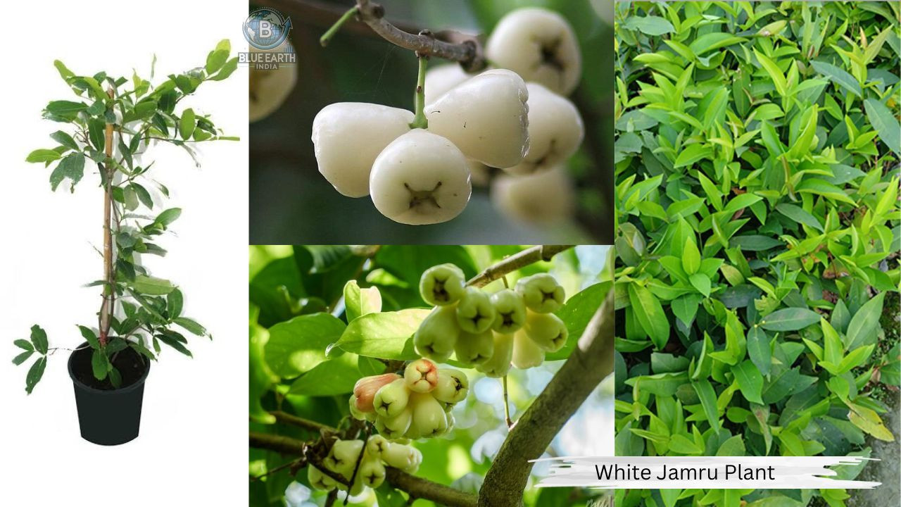 White Jamrul Plant