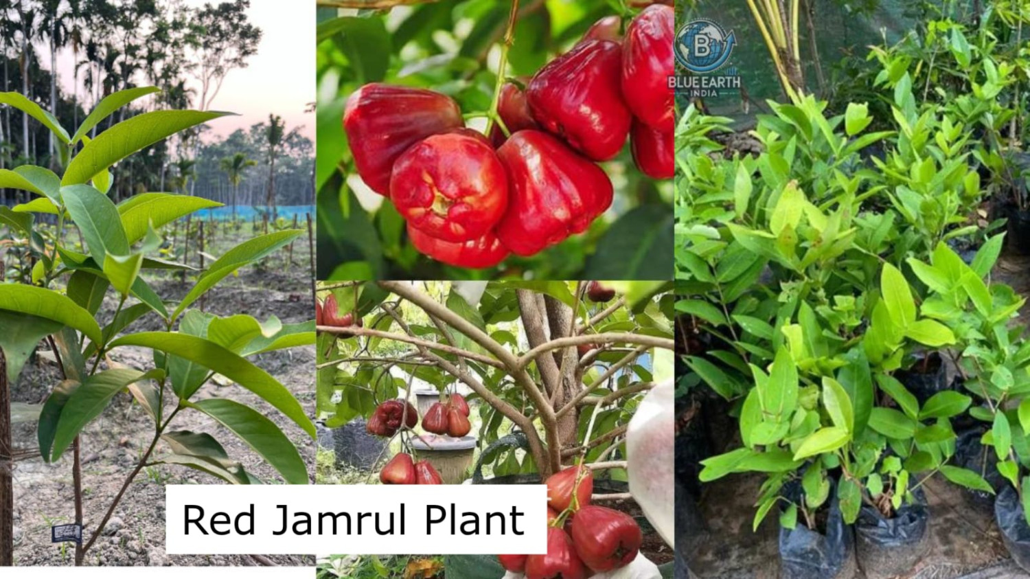 Red Jamrul Plant