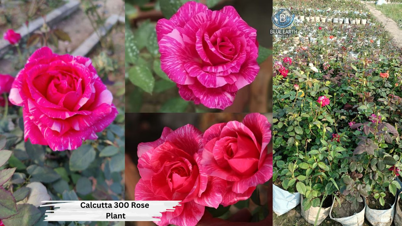 Calcutta 300 Rose Plant