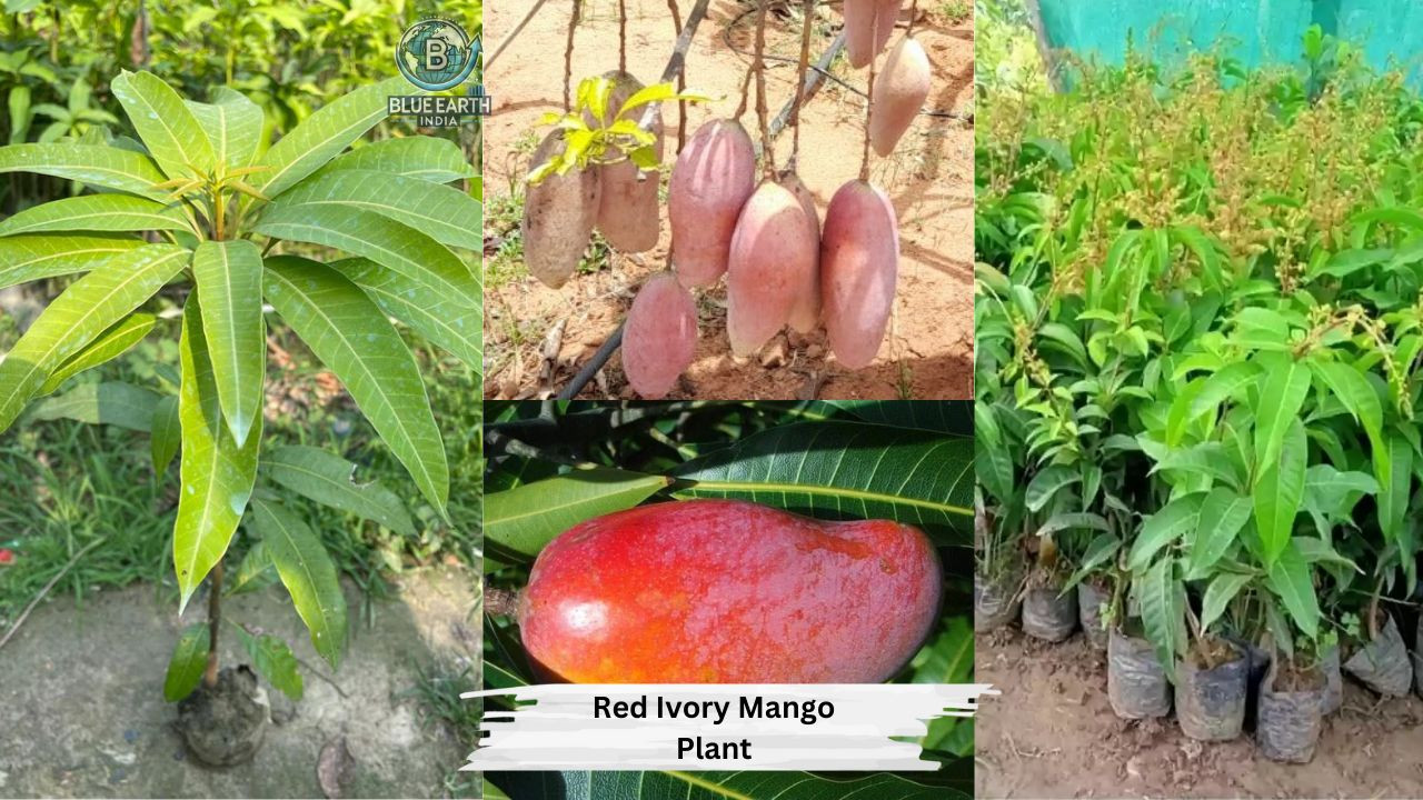 Red Ivory Mango Plant